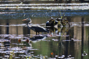 Read more about the article 5/2/20 Hopbrook Marsh Conservation Land