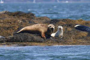 Read more about the article 6/28/20 Seals and Flowers