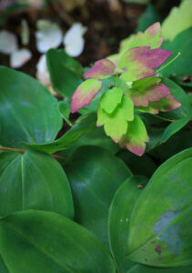 Read more about the article 7/5/20 Garden in the Woods