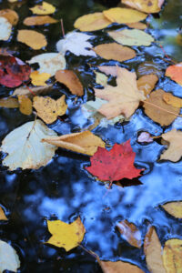 Read more about the article 10/15/20 Purgatory Chasm and Hopkinton State Park