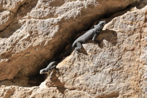 Read more about the article Exploring Chiricahua National Monument – Echo Canyon to the Hailstone Trail