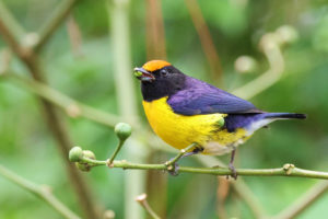 Read more about the article Exploring the Arenal Observatory – Costa Rica day 2