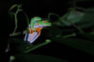 Read more about the article A night out with frogs – Costa Rica day 2