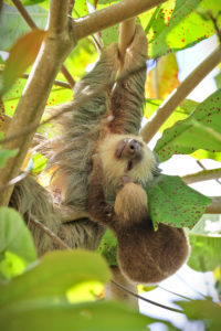 Read more about the article Sloths. That’s pretty much it – Costa Rica day 4