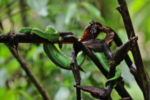 Read more about the article Santa Elana “Mud Forest” – Costa Rica Day 8