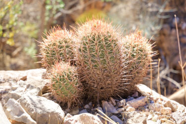 Projection: Rectilinear (0)
FOV: 23 x 16
Ev: 11.95